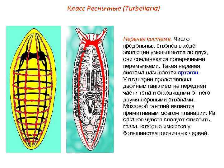 Класс Ресничные (Turbellaria) Нервная система. Число продольных стволов в ходе эволюции уменьшается до двух,