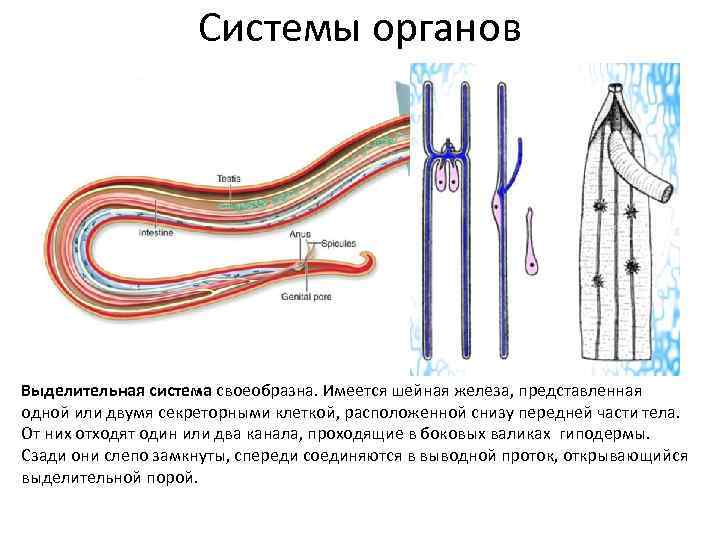 Система круглых червей. Тип круглые черви выделительная система. Выделительная система система круглых червей. Тип выделительной системы круглых червей. Выделительная система кргулыхчервей.