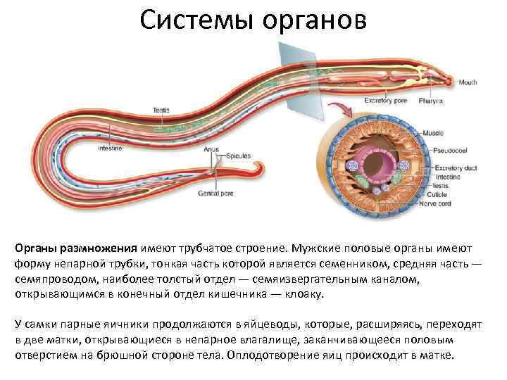 Круглые черви выделительная система