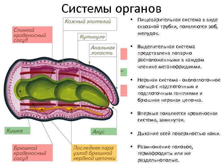 Круглые черви выделительная система. Пищеварительная система плоских круглых и кольчатых червей. Пищеварительная система кольчатых червей система органов. Кольчатые черви системы органов. Нервная система плоских круглых и кольчатых червей.