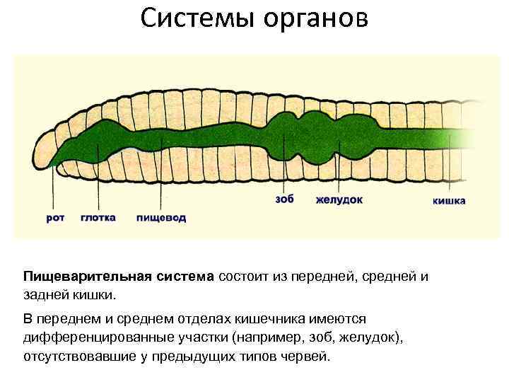 Пищеварительная система червей