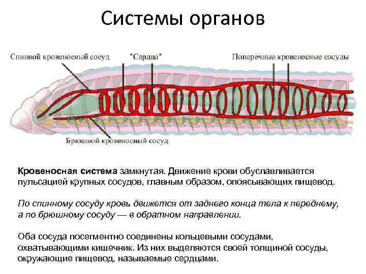 Пространства между органами кольчатых червей заполнены паренхимой