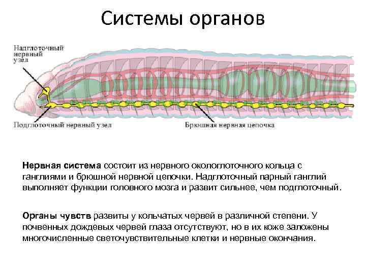 Брюшная нервная цепочка представлена