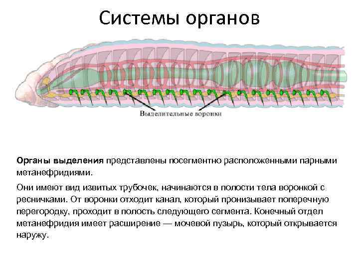 Рассмотрите рисунок 144 и ответьте в чем отличие покровов кольчатых червей и членистоногих