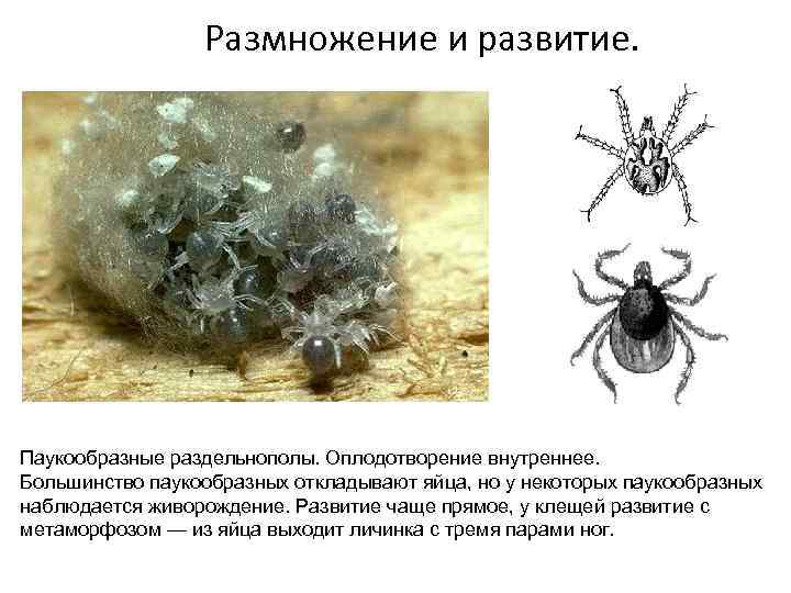 Клещи животные как размножаются. Клещи паукообразные. Оплодотворение паукообразных. Как размножаются клеши. Личинка паукообразных.