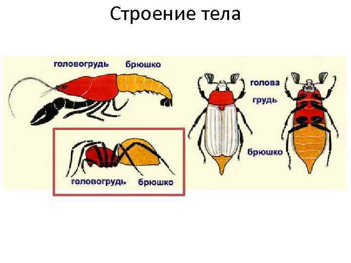 Строение тела 