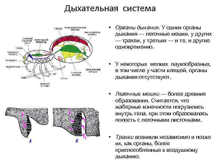 Дыхательная система • Органы дыхания. У одних органы дыхания — легочные мешки, у других