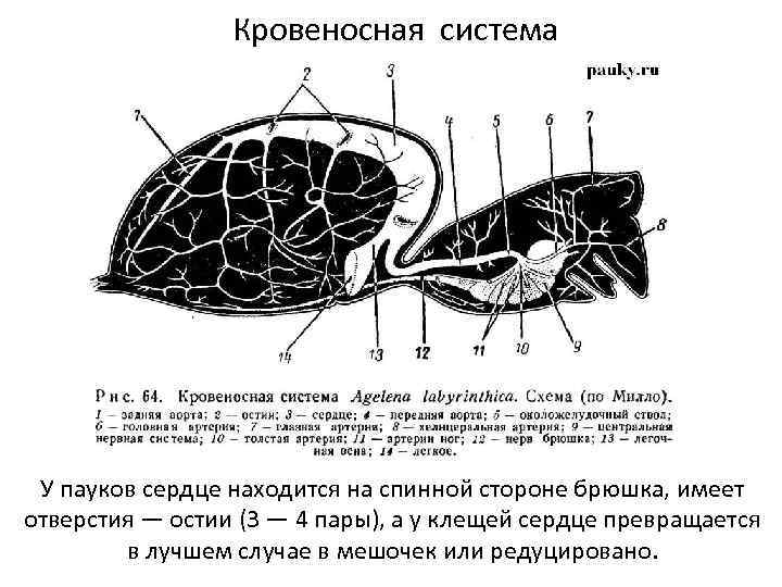 Кровеносная система У пауков сердце находится на спинной стороне брюшка, имеет отверстия — остии