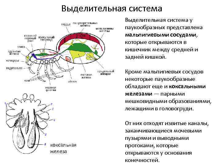 Паукообразные органы чувств