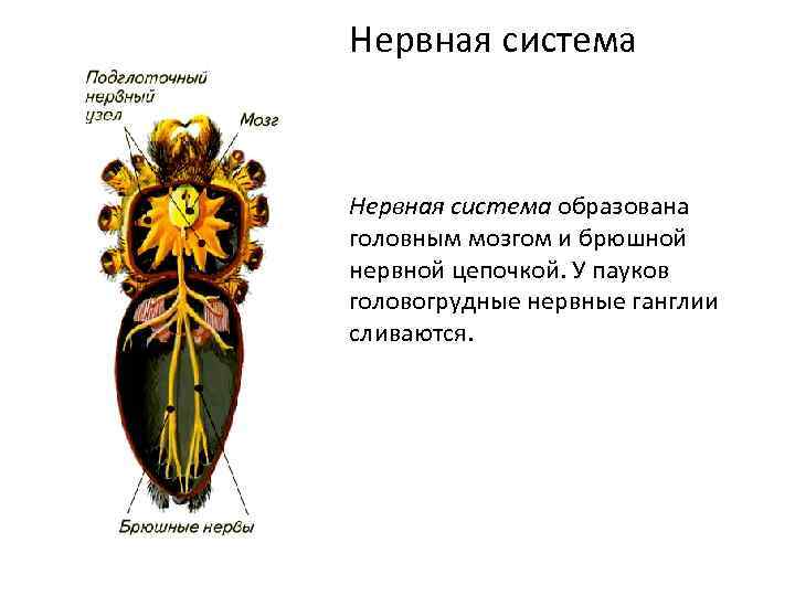 Нервная система образована головным мозгом и брюшной нервной цепочкой. У пауков головогрудные нервные ганглии