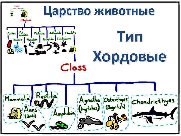 Царство животные Тип Хордовые 