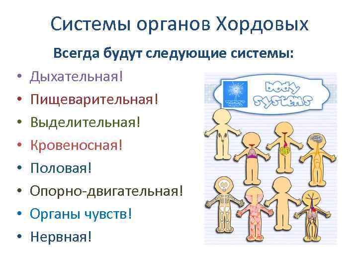 Системы органов Хордовых • • Всегда будут следующие системы: Дыхательная! Пищеварительная! Выделительная! Кровеносная! Половая!