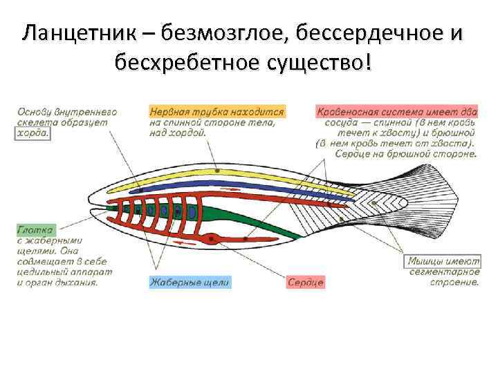 Ланцетник кровеносная система схема