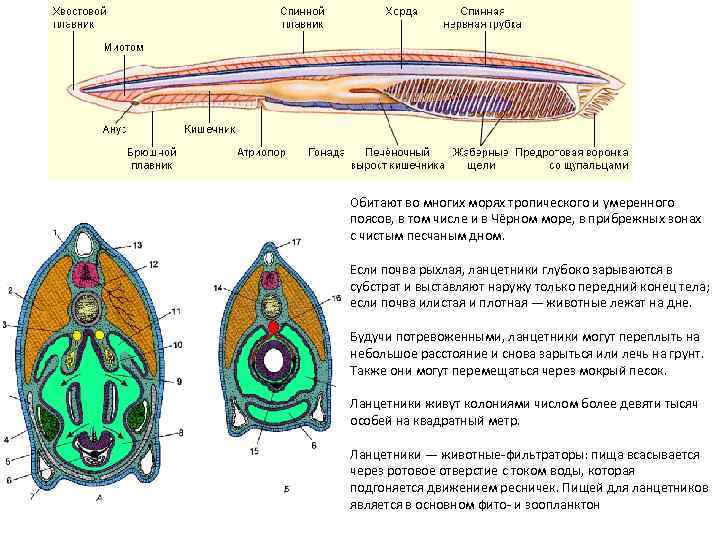 Сравнение ланцетника с рыбой. Внутренний осевой скелет ланцетника. Ротовое отверстие ланцетника.