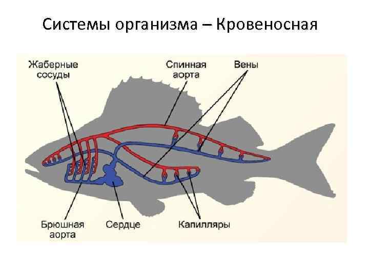 Кровеносная органы рыб. Кровеносная система сельдеобразных. Схема строения кровеносной системы рыб. Кровеносная система рыб 7 класс биология. Строение кровеносной системы окуня.