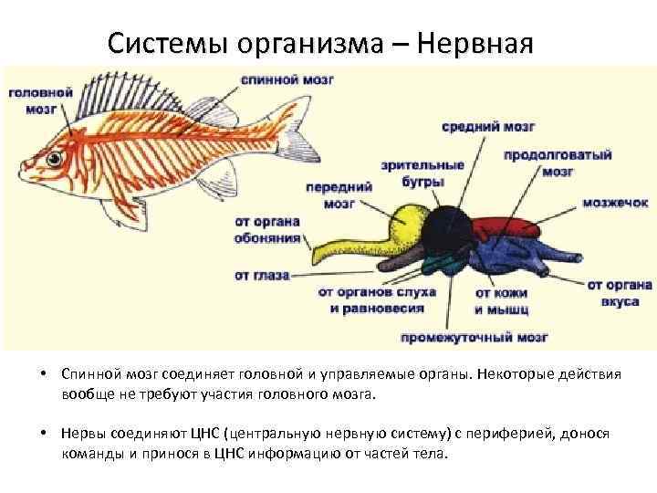 Системы организма – Нервная • Спинной мозг соединяет головной и управляемые органы. Некоторые действия