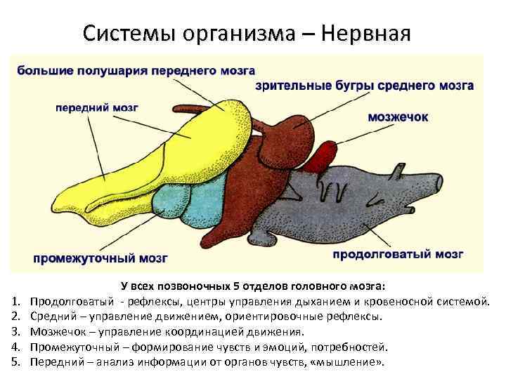 Системы организма – Нервная 1. 2. 3. 4. 5. У всех позвоночных 5 отделов