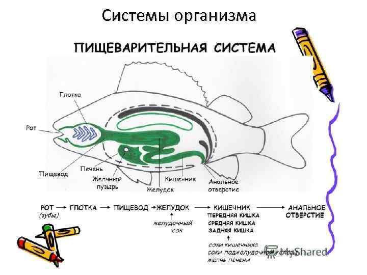 Системы организма 