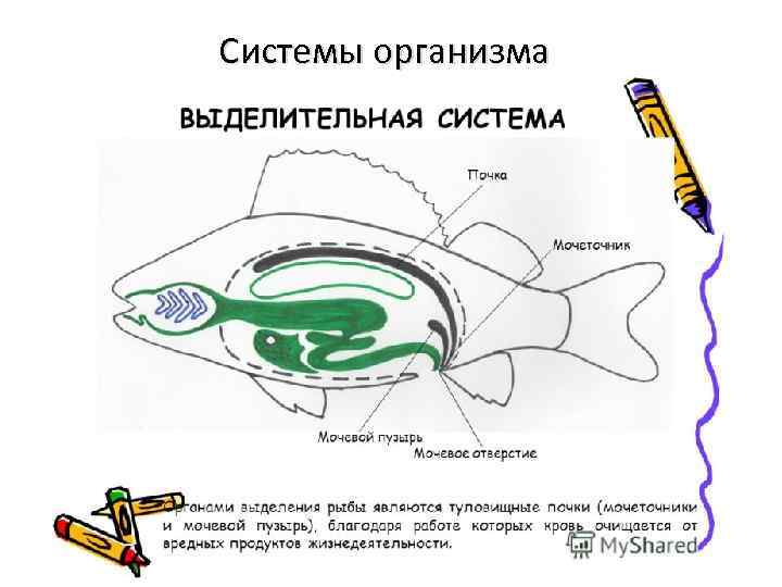 Системы организма 