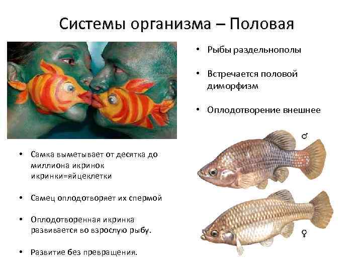 Какое оплодотворение характерно для костных рыб. Внешнее оплодотворение у рыб. Половая система рыб. Половой диморфизм у рыб. Половой диморфизм e HS,.