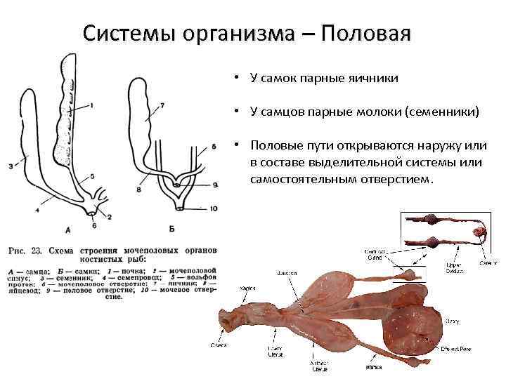 Системы организма – Половая • У самок парные яичники • У самцов парные молоки