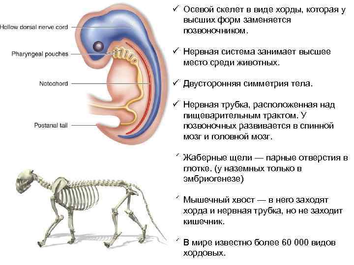 ü Осевой скелет в виде хорды, которая у высших форм заменяется позвоночником. ü Нервная