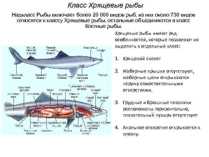 Класс Хрящевые рыбы Надкласс Рыбы включает более 20 000 видов рыб, из них около