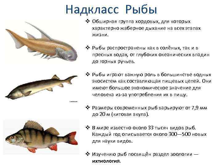 Биология 7 класс надкласс рыбы презентация