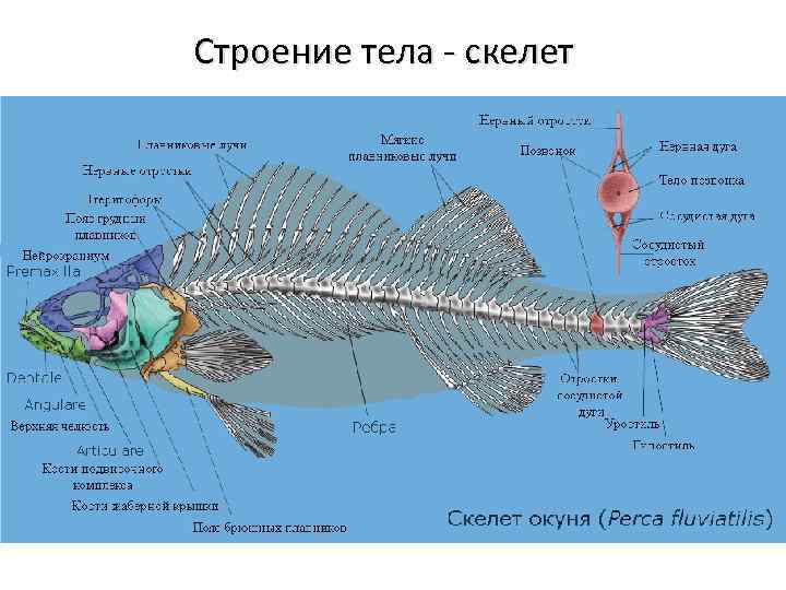 Строение тела - скелет 