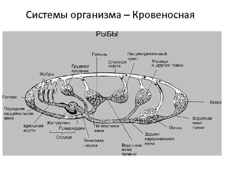 Системы организма – Кровеносная 