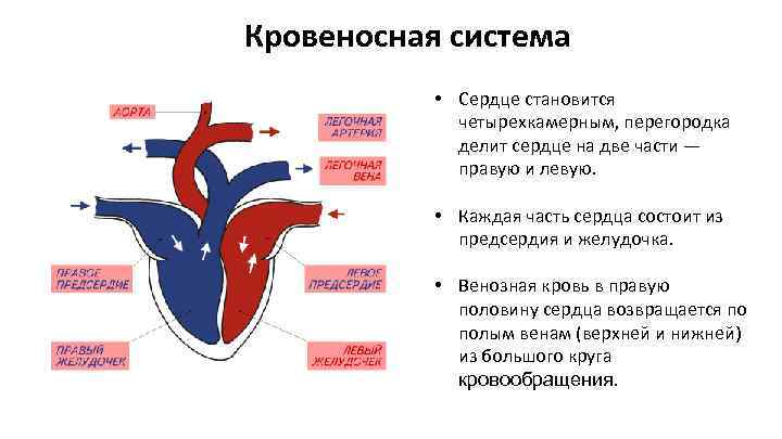 Кровеносная система • Сердце становится четырехкамерным, перегородка делит сердце на две части — правую