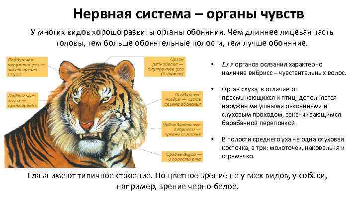 Какие особенности внешнего строения тигра. Органы чувств животных. Какие органы чувств у животных. Органы чувств млекопитающих. Строение органов чувств животных.