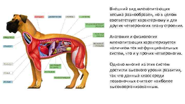 План строения тела млекопитающих