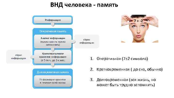 Презентация по биологии 8 класс особенности высшей нервной деятельности познавательные процессы