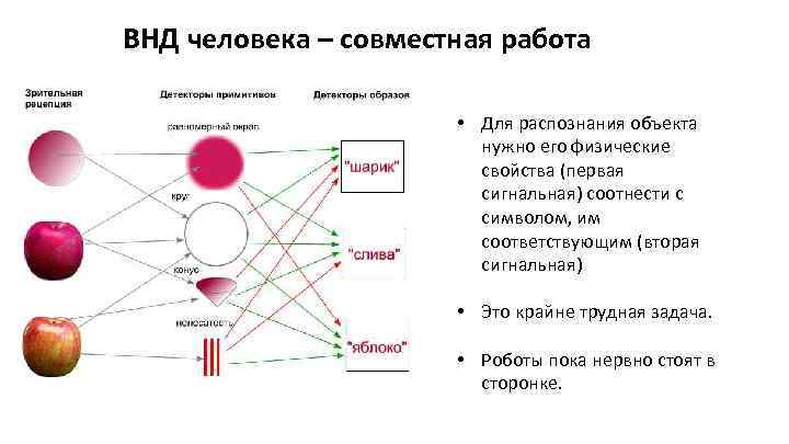 Презентация особенности внд человека биология 8 класс