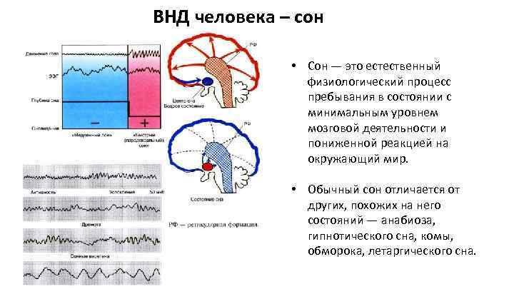 Рефлекторная деятельность нервной системы презентация 8 класс