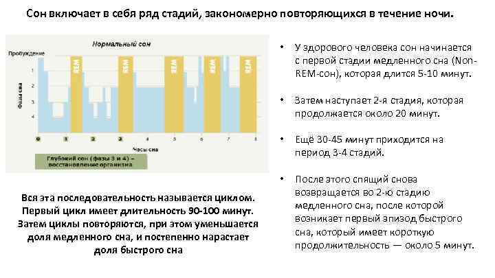 Сон включает в себя ряд стадий, закономерно повторяющихся в течение ночи. • • Затем