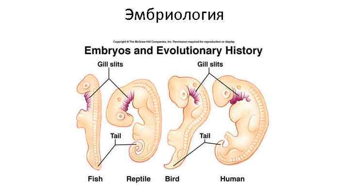 Эмбриология 