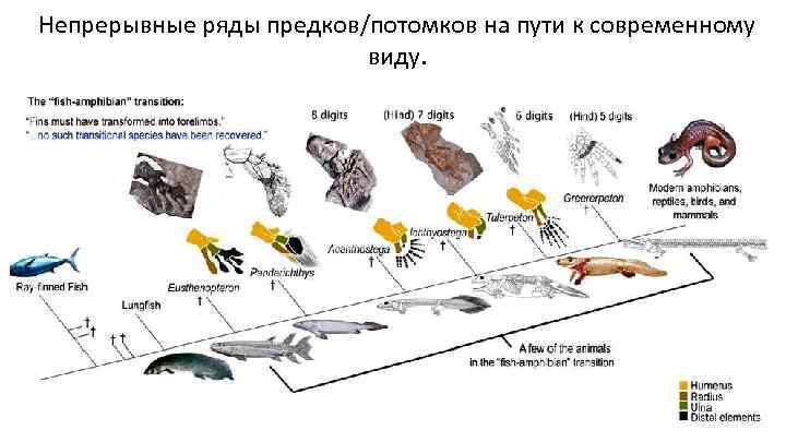 Непрерывные ряды предков/потомков на пути к современному виду. 