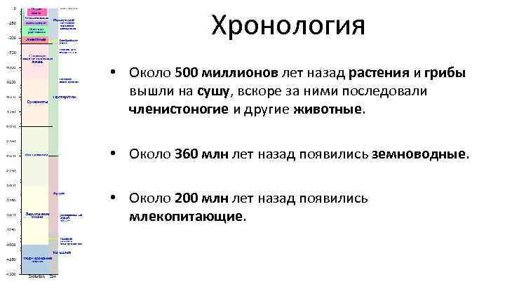 Хронология • Около 500 миллионов лет назад растения и грибы вышли на сушу, вскоре