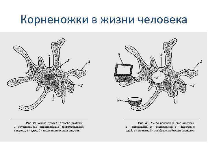 Корненожки в жизни человека 
