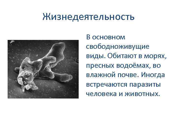 Жизнедеятельность В основном свободноживущие виды. Обитают в морях, пресных водоёмах, во влажной почве. Иногда