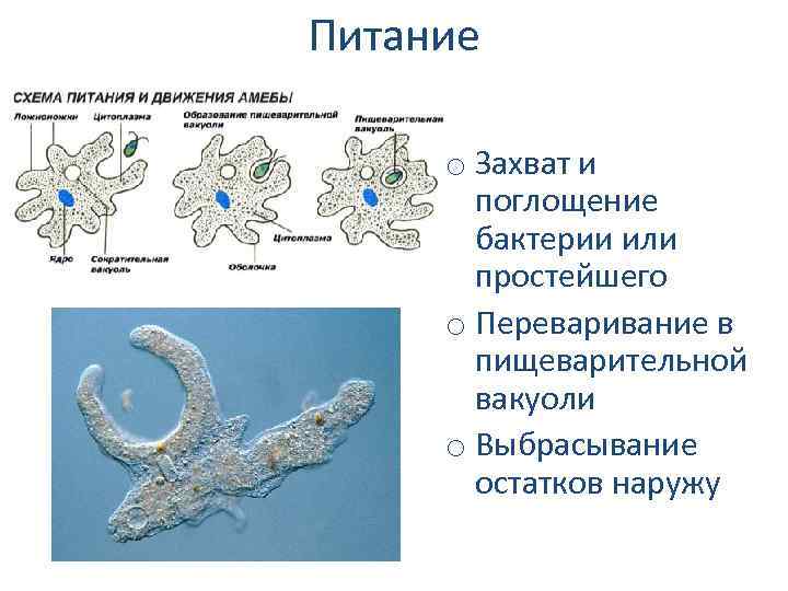 Пищеварительная вакуоль