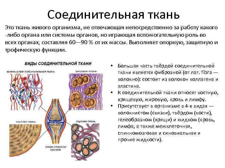 Соединительная ткань рниму презентация