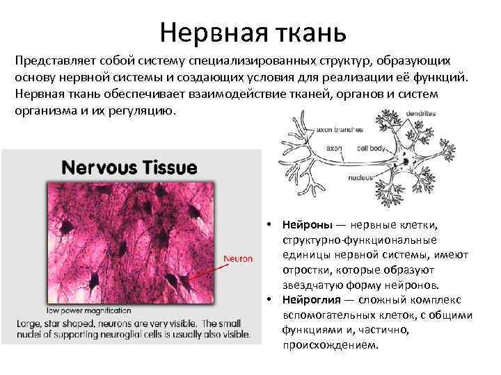 Нервная ткань Представляет собой систему специализированных структур, образующих основу нервной системы и создающих условия