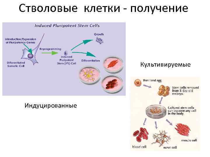 Стволовые клетки и выращивание органов и тканей проект