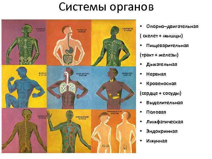 Системы органов • Опорно–двигательная ( скелет + мышцы) • Пищеварительная (тракт + железы) •