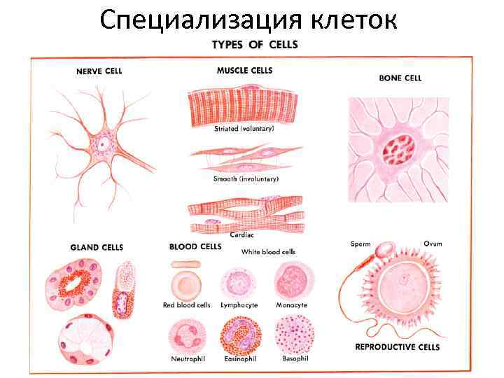 Специализация клеток 