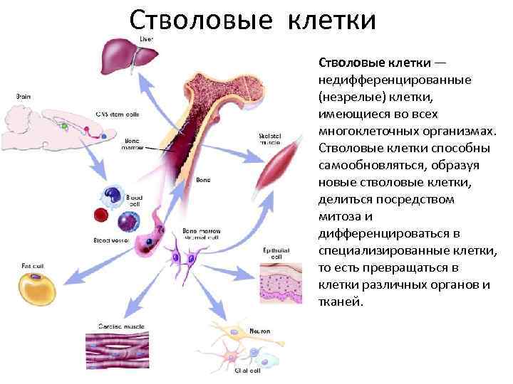Стволовые клетки — недифференцированные (незрелые) клетки, имеющиеся во всех многоклеточных организмах. Стволовые клетки способны