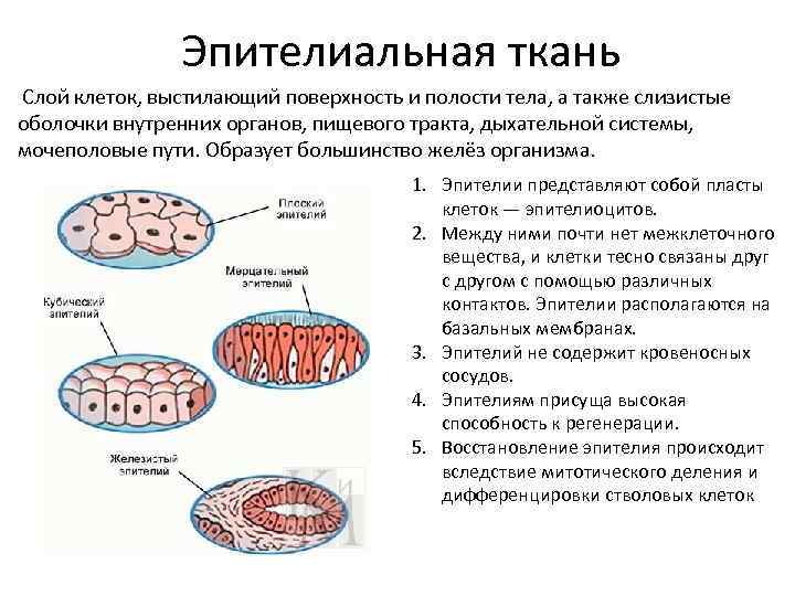 Эпителиальная ткань Слой клеток, выстилающий поверхность и полости тела, а также слизистые оболочки внутренних